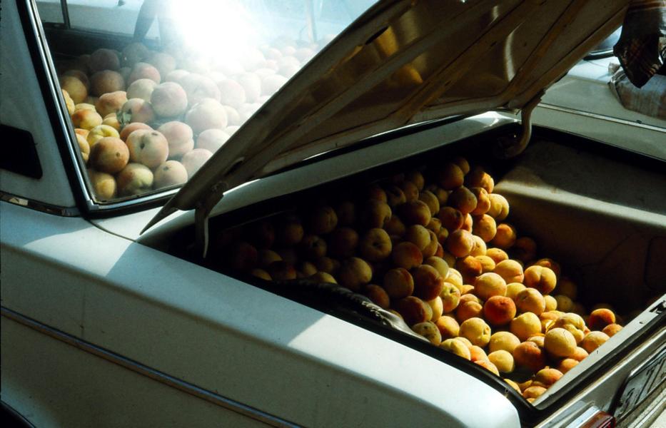 Pfirsiche gleich aus dem Auto an die Kunden.