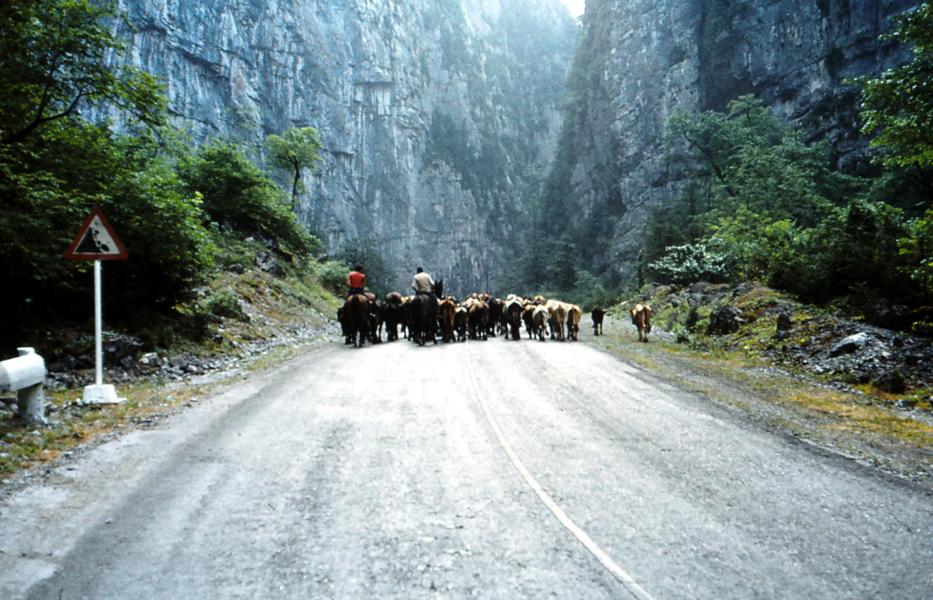 Auf der Straße, die zum Riza-See führt, wurden auch die Rinderherden getrieben.
