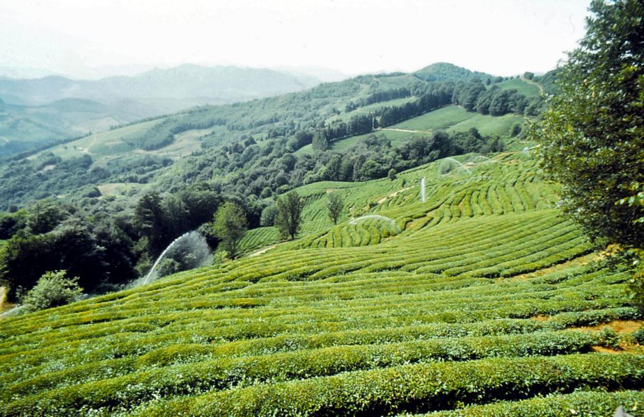 Die Teeplantagen werden reichlich gewässert, um hohe Erträge zu erzielen.