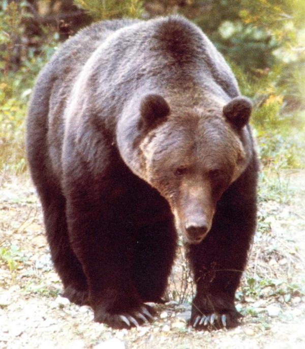 Grizzly-Männchen