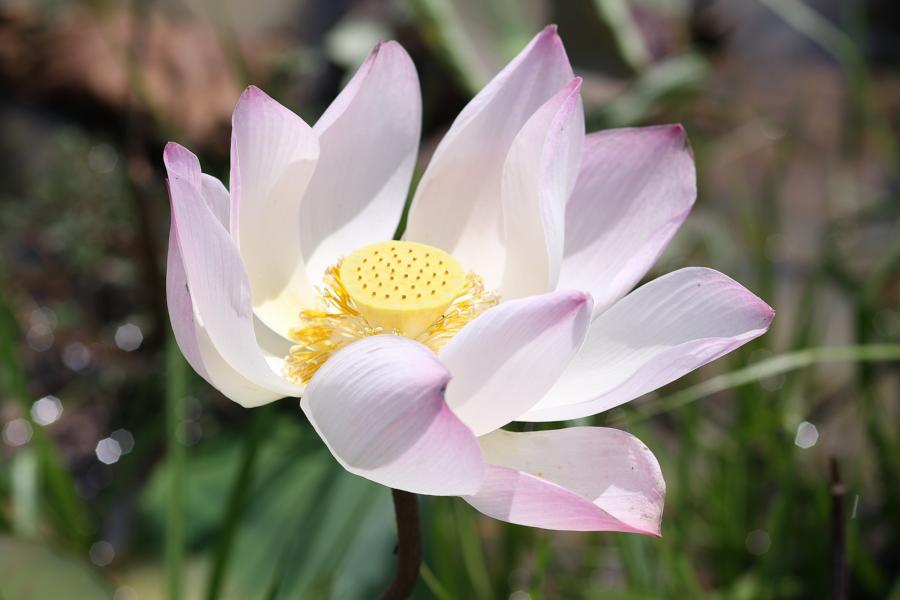 Die Knospen und geöffneten Blüten des Lotos sind wunderschön.