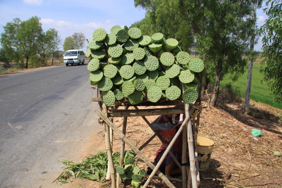  Während unseres Aufenthaltes in Kambodscha war die Fruchtbildung der Lotospflanzen im vollen Gange. Die Teichbesitzer boten die Fruchtstände der Lotospflanzen an der Hauptstraße nach Phnom Penh öfter an. 