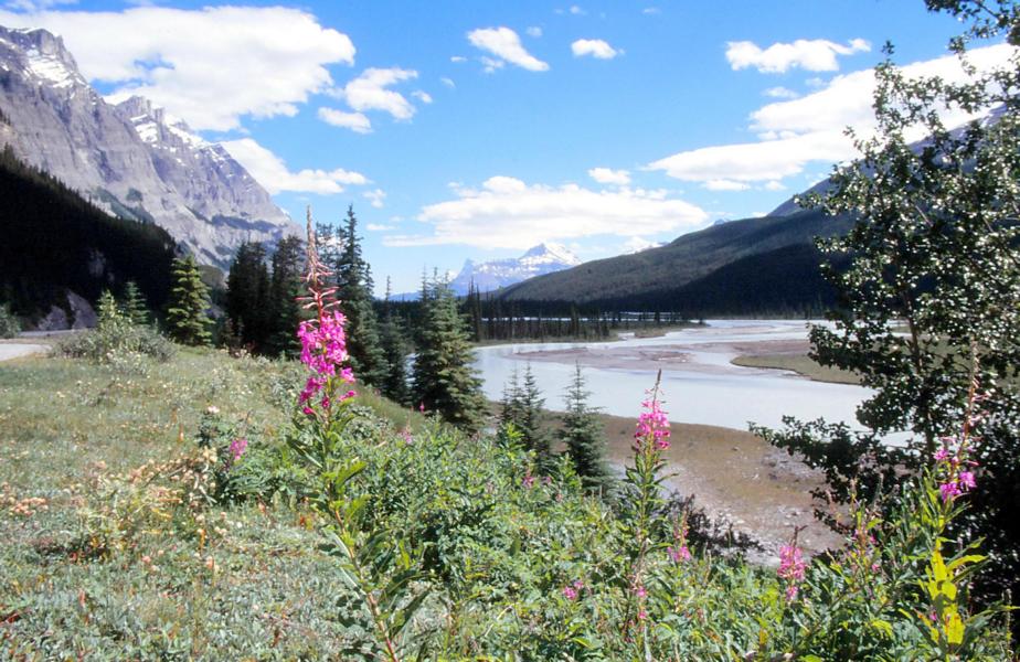 Das rosa gefärbte Weidenröschen ist eine typische Pflanze in den Rockies.