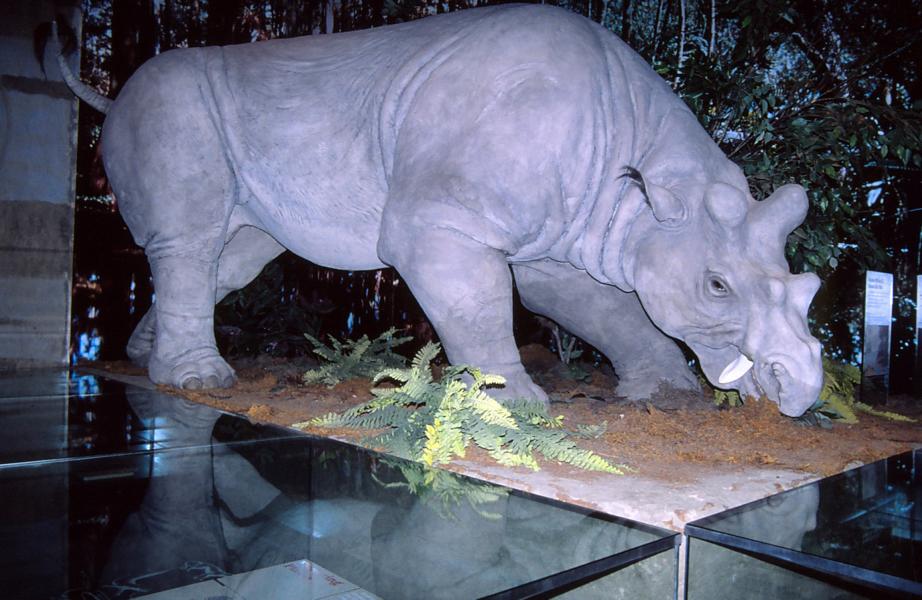 Uintatherium ist ein ausgestorbenes Säugetier aus der Gruppe der Dinocerata, das im Mittleren Eozän vor 48 bis 43 Millionen Jahren in Nordamerika und Ostasien lebte. Es ähnelte den heutigen Nashörnern.
