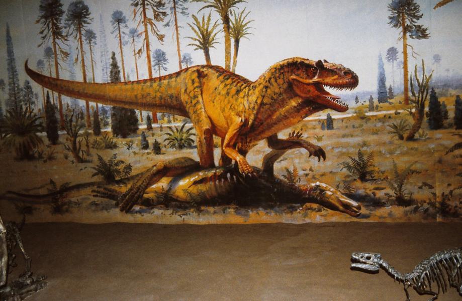Tyrannosaurus rex ist eine Gattung fleischfressender Dinosaurier. Bisher wurden mehr als 30 Exemplare von Tyrannosaurus identifiziert, darunter sind einige fast vollständige Skelette.