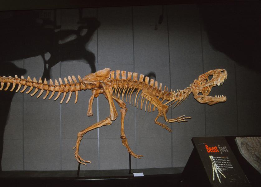 Sinraptor dongi war eine Gattung zweibeinig laufender Dinosaurier.