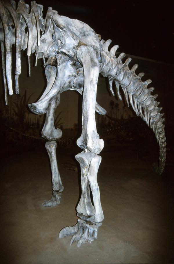 Teile des Skeletts eines Brachiosaurus, der  zu den größten Landtieren der Erdgeschichte zählt.