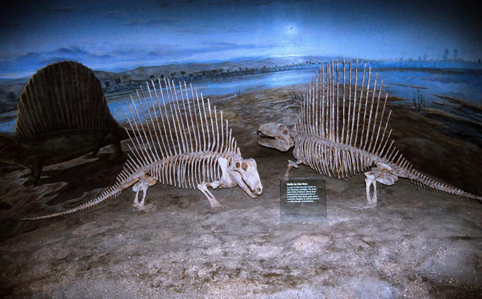 Dimetrodon hatte einen langen Schwanz, Krallen an den Füßen und bewegte sich auf vier Beinen fort und könnte etwa 250 Kilogramm gewogen haben. Ein auffallendes Merkmal war ein vermutlich mit Haut überspanntes aus verlängerten Dornfortsätzen der Wirbel der Rumpf- und Halswirbelsäule gebildetes, großes Rückensegel, das wahrscheinlich zur Regulierung der Körpertemperatur diente.