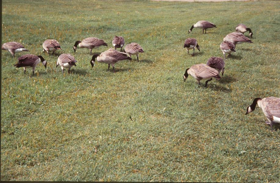 Kanadagänse im Elk Island- Nationalpark.