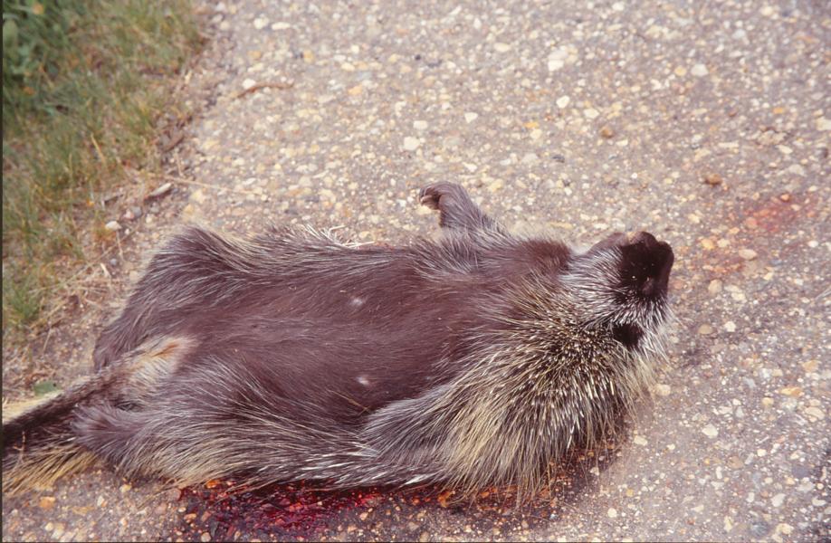 Überfahrener Biber im Elk Island- Nationalpark.