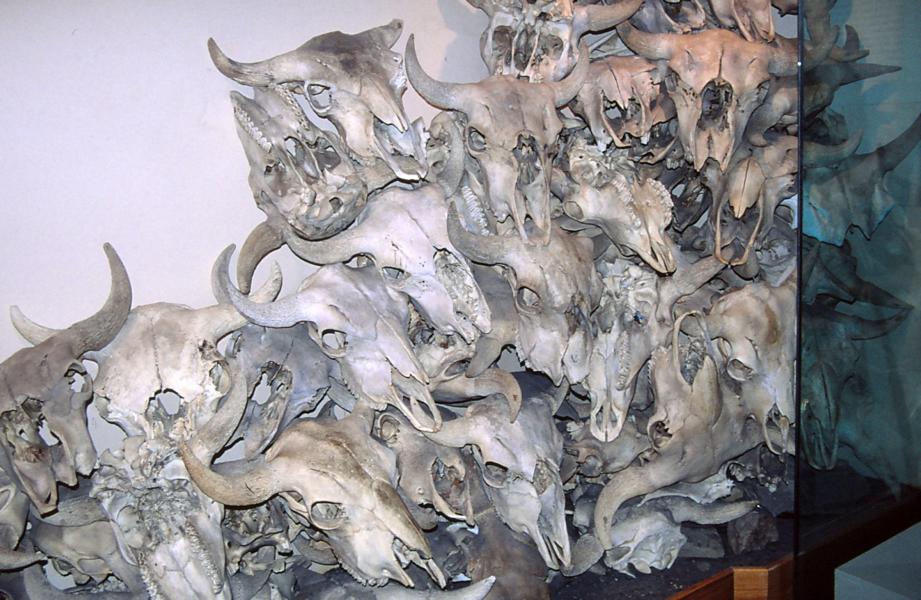 Bisonschädel im Interpretive Centre. 