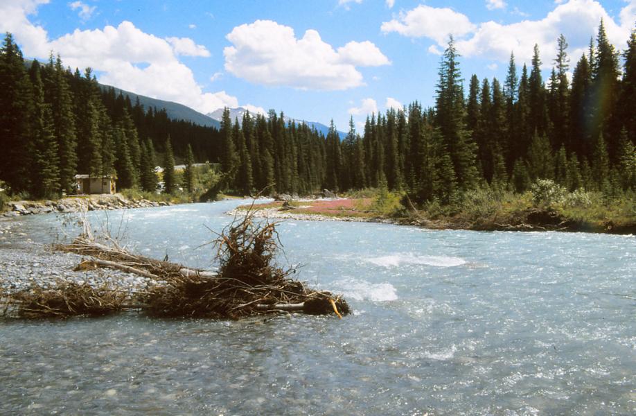 Schwemmgut im Bow River.