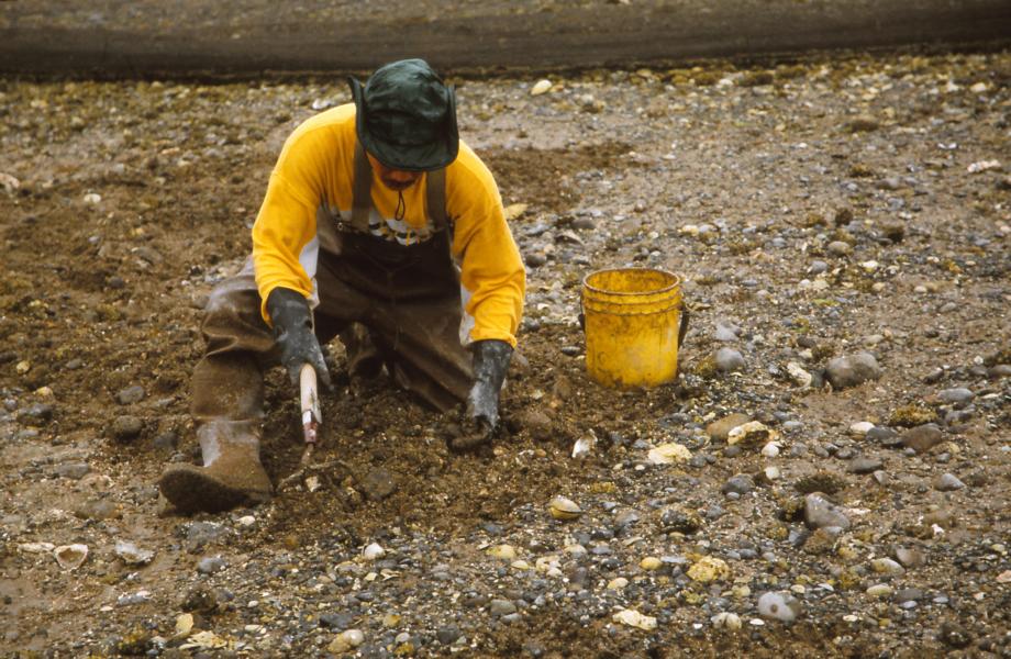 Bei Ebbe wurde nach Muscheln gegraben.