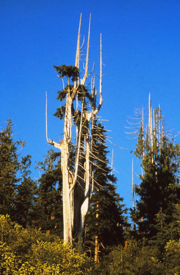 Im Umfeld der Cathedral Grove befinden sich Moore, die das Absterben der Bäume fördern.