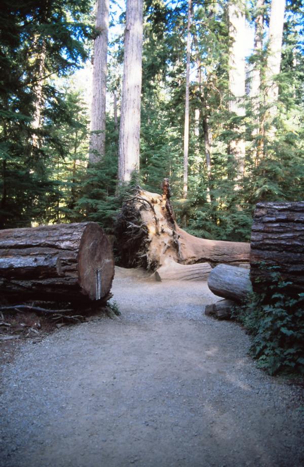 Die durch den  Sturm umgestürzten Bäume versperrten den Wanderweg. Schnell hatte man durch das Aussägen von Schneisen den Besuch des Parks wieder ermöglicht.