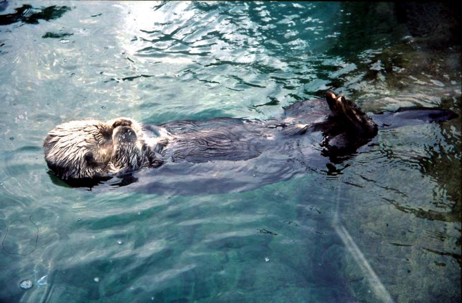 Dieser Seeotter war ganz aus der Nähe zu beobachten. Er ließ sich beim Öffnen einer Muschel nicht stören.