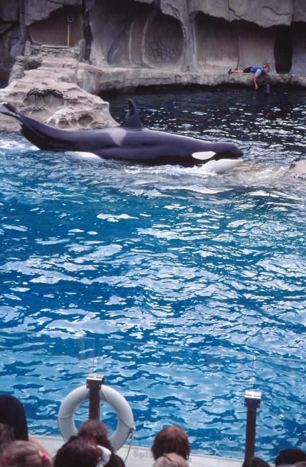 Die Orka-Show im Aquarium von Vancouver kann beginnen.