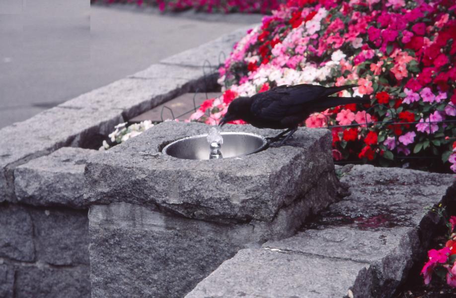 Auch Raben haben Durst.