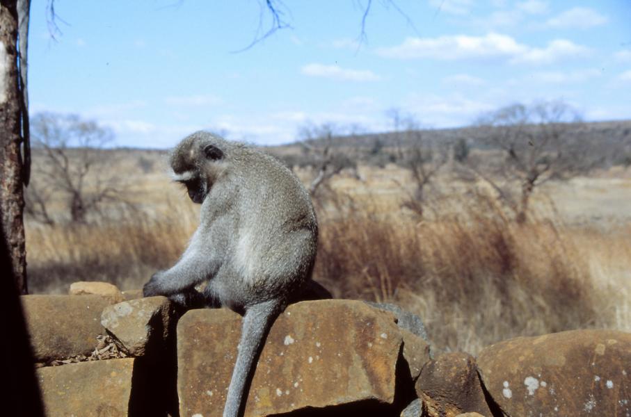 Während andere Meerkatzen ein Schläfchen machen und sich nicht stören ließen.