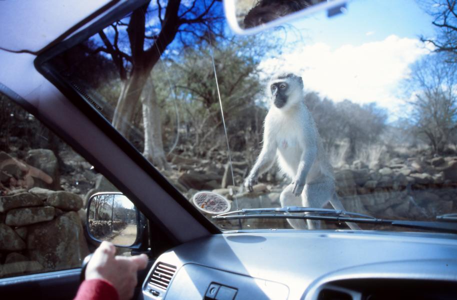 Meerkatzen haben keine Hemmungen und springen schon einmal auf die warme Motorhaube des Autos.