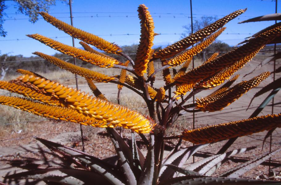 Aloe