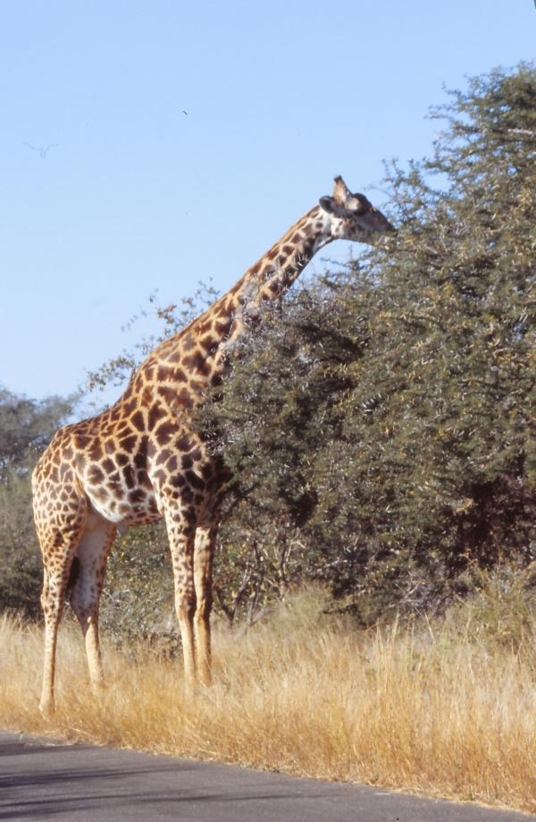 Giraffe bei der morgentlichen Äsung.