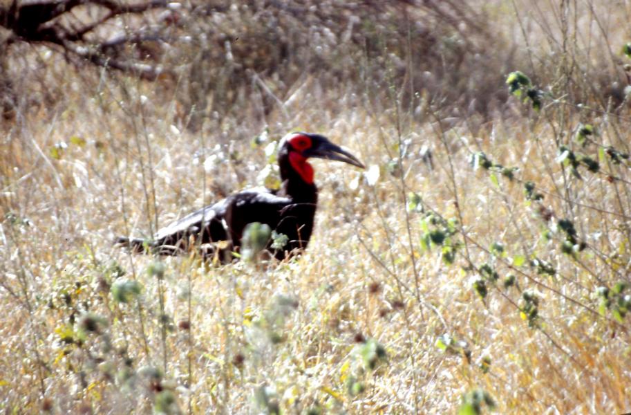 Im hohen Gras suchten Hornvögel Nahrung. 