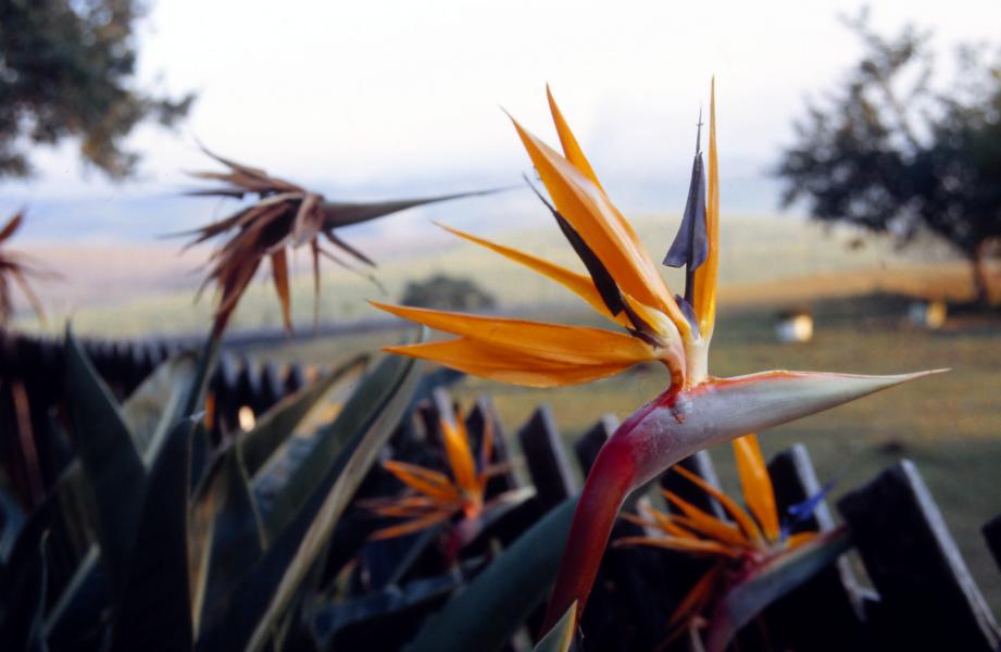 Strelitzien blühten in voller Pracht am Gartenzaun.