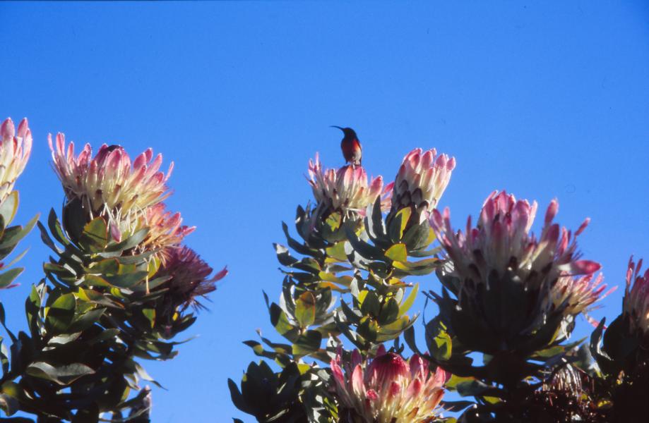 Protea im Otter - Trail