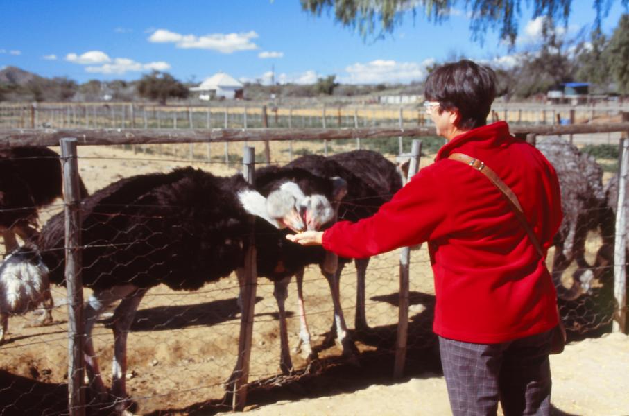 Highgate-Ostrich-Showfarm 