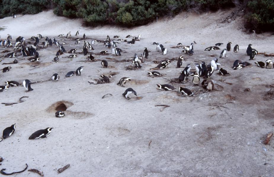 Boulders Beach - Pinguienkolonie