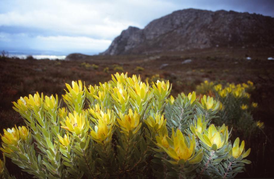 Fynboslandschaft