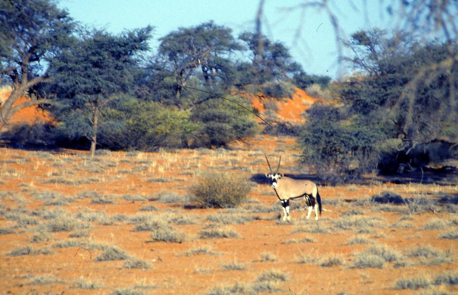 Oryx-Antilope