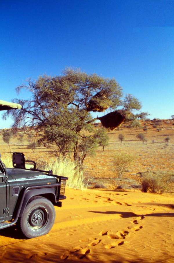 Safari in der Kalahari.