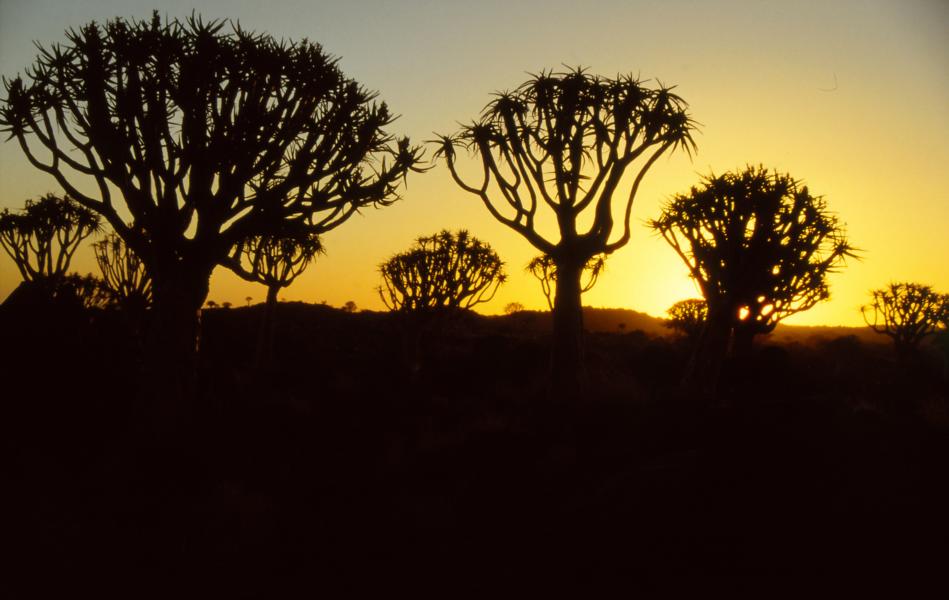Sonnenuntergang im Köcherbaumwald.