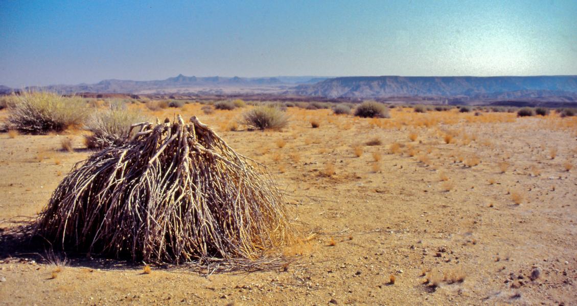 Umland des Roadhouse.