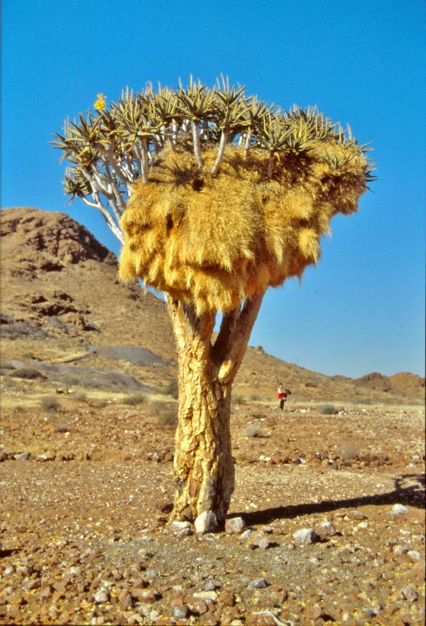 Dieser prachtvoll von Webervögeln umbaute Köcherbaum stand solitär im weiten Farmgelände.