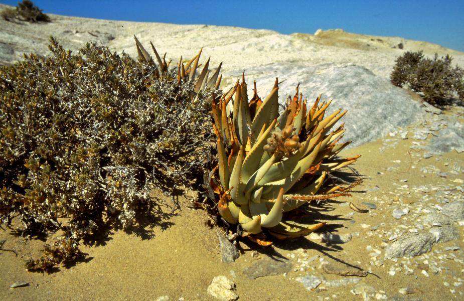 Aloe
