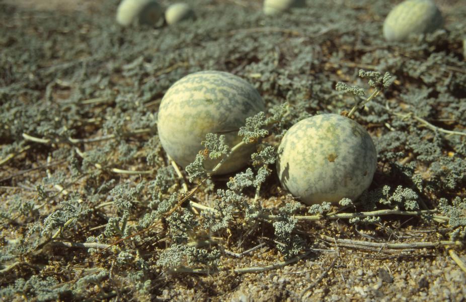 Wildmelonen