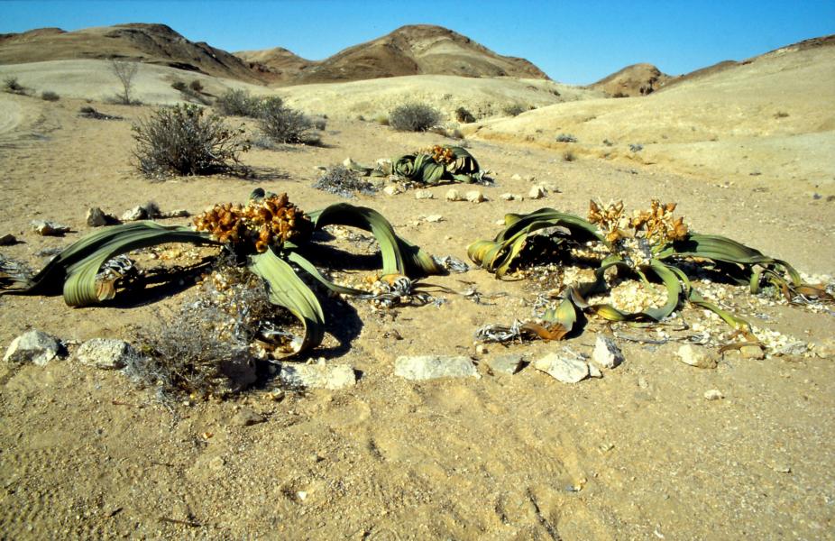 Blick auf die Welwitschia mirabilis.