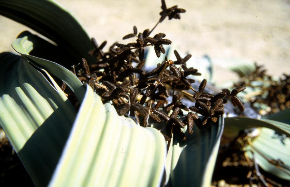 Männliche Welwitschia mirabilis.