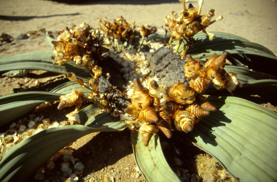 Weibliche Welwitschia mirabilis.