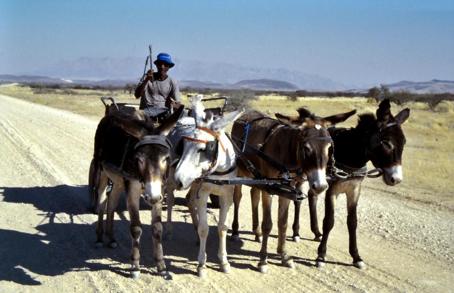 Donkeykarrenfahrer