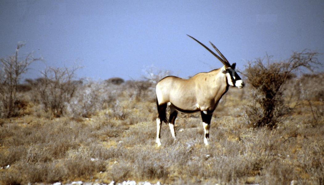 Oryx-Antilope