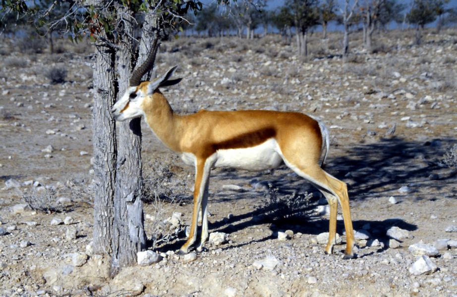 Springbock