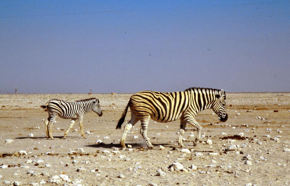 Zebrastute und Fohlen auf dem Weg zur Wasserstelle.