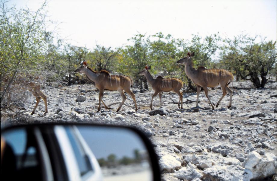 Kudus auf dem Weg zum Wasserloch.