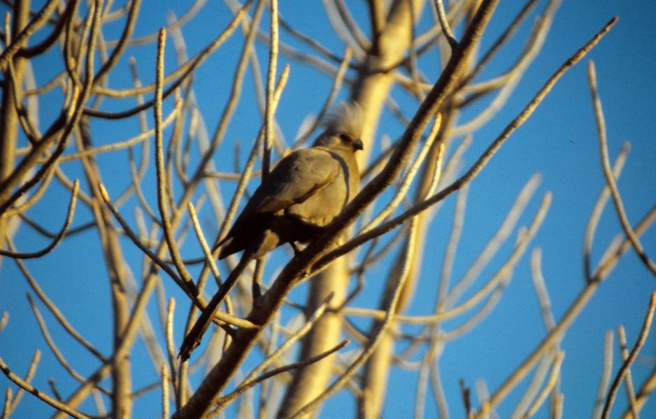 Mausvogel
