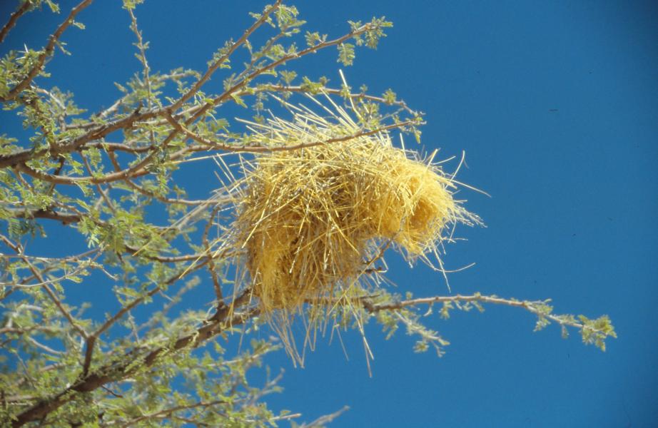 Gut geschütztes Nest.