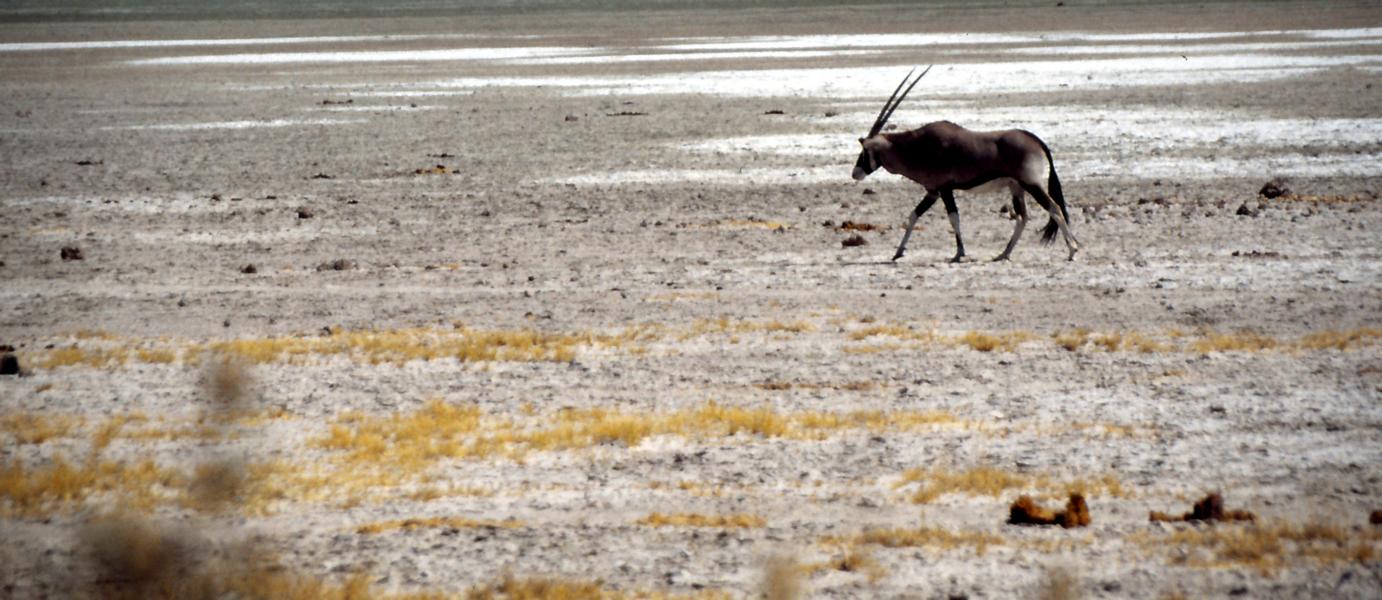 Oryx-Antilope